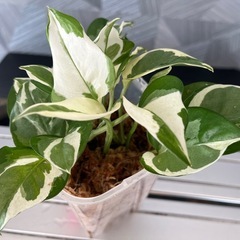 【観葉植物】珍しい品種　ポトスエンジョイ🌱✨　　No.2の画像