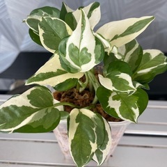 【観葉植物】珍しい品種　ポトスエンジョイ🌱✨　　No.2の画像