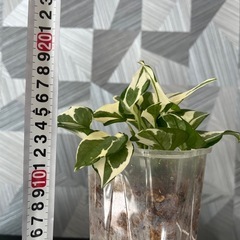 【観葉植物】珍しい品種　ポトスエンジョイ🌱✨　　No.2の画像