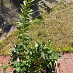 庭木　モッコク　木斛の画像