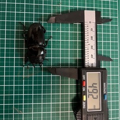 パラワンオオヒラタクワガタペアの画像