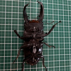 パラワンオオヒラタクワガタペアの画像