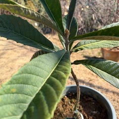 大実びわ　　　　　クィーン長崎の画像