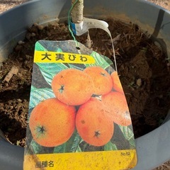 大実びわ　　　　　クィーン長崎の画像