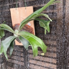 ビカクシダ　コウモリラン　ネザーランド
　　　の画像