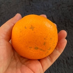 ⭕️1/5まで受付🍊最終🍊愛媛みかん３個セットの画像