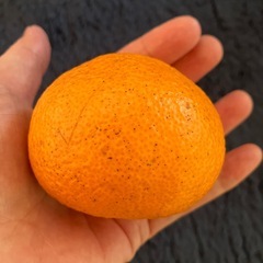 ⭕️1/5まで受付🍊最終🍊愛媛みかん３個セットの画像