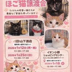 🐾動画付🐾超ゴロスリの女の子✨賢くて性格の良いサビ猫ちゃん − 福岡県