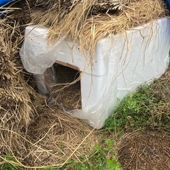 ウィンターシェルター　　
ネコの画像