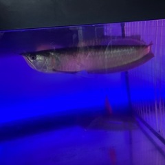 熱帯魚、古代魚、シルバーアロワナの画像