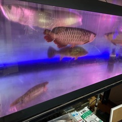 熱帯魚、古代魚、シルバーアロワナの画像