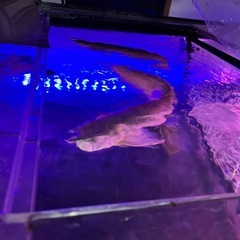 熱帯魚、古代魚、シルバーアロワナの画像