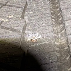 スタッドレス　205 60 16の画像