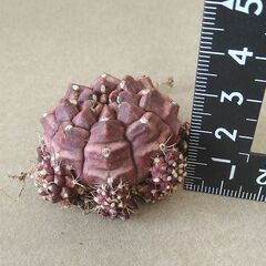 希少なサボテン　ギムノカリキウム デイドリーム　多頭　根付の画像