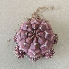 希少なサボテン　ギムノカリキウム デイドリーム　多頭　根付の画像