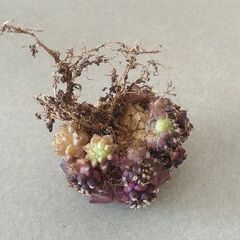 希少なサボテン　ギムノカリキウム デイドリーム　多頭　根付の画像