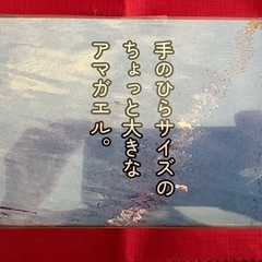 ソフビのアマガエルの画像