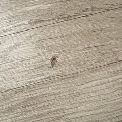 ウッドカーペット フレンチシャビー ①の画像