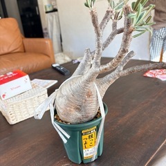 パキポディウムグラキリス　現地株の画像