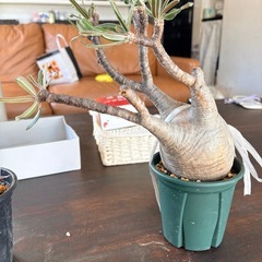 パキポディウムグラキリス　現地株の画像