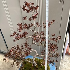 盆栽　40年ほど育てたサツキの画像