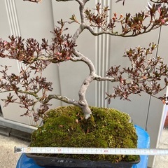 盆栽　40年ほど育てたサツキの画像