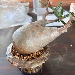 パキポディウムグラキリス　現地株の画像