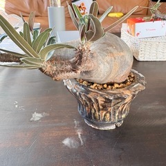 パキポディウムグラキリス　現地株の画像