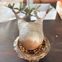 パキポディウムグラキリス　現地株の画像