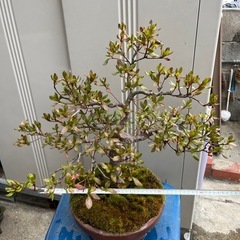 盆栽　40年ほど育てたサツキの画像