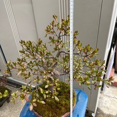 盆栽　40年ほど育てたサツキの画像