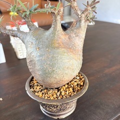 パキポディウムグラキリス　　現地株の画像