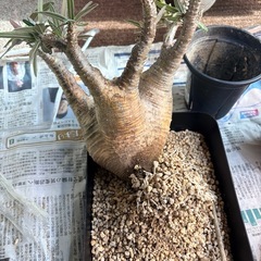 パキポディウムグラキリス　　現地株の画像