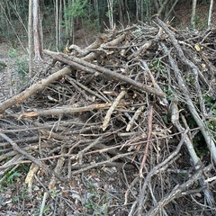 取り放題　薪 焚き付け　キャンプ　ストーブの画像