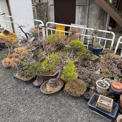盆栽、植木鉢などの画像