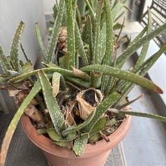 アロエ　2鉢の画像