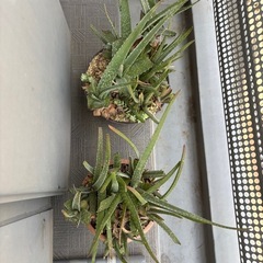 アロエ　2鉢の画像