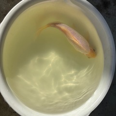 金魚 白和金の画像