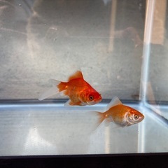 金魚4匹の画像