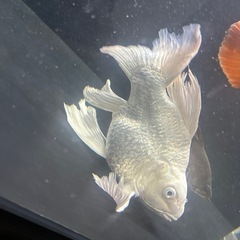 ヒレ長鯉ウルトラショートの画像