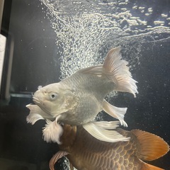 ヒレ長鯉ウルトラショートの画像