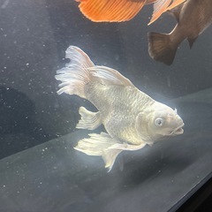 ヒレ長鯉ウルトラショートの画像