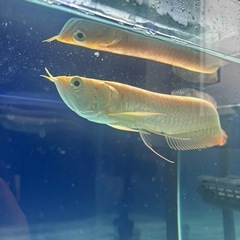 アルビノシルバーアロワナの画像