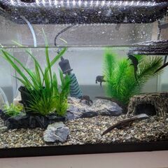 アカハライモリと水槽セットの画像