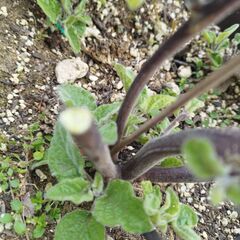 ほおずきトマトの画像