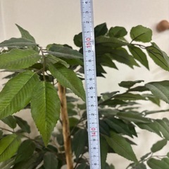 フェイクグリーン.観葉植物の画像