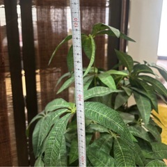 フェイクグリーン、観葉植物の画像