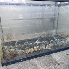 60cm 水槽の画像