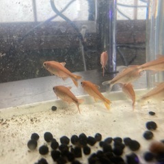 多分ハセマニアだと…あげますの画像