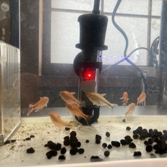 多分ハセマニアだと…あげますの画像